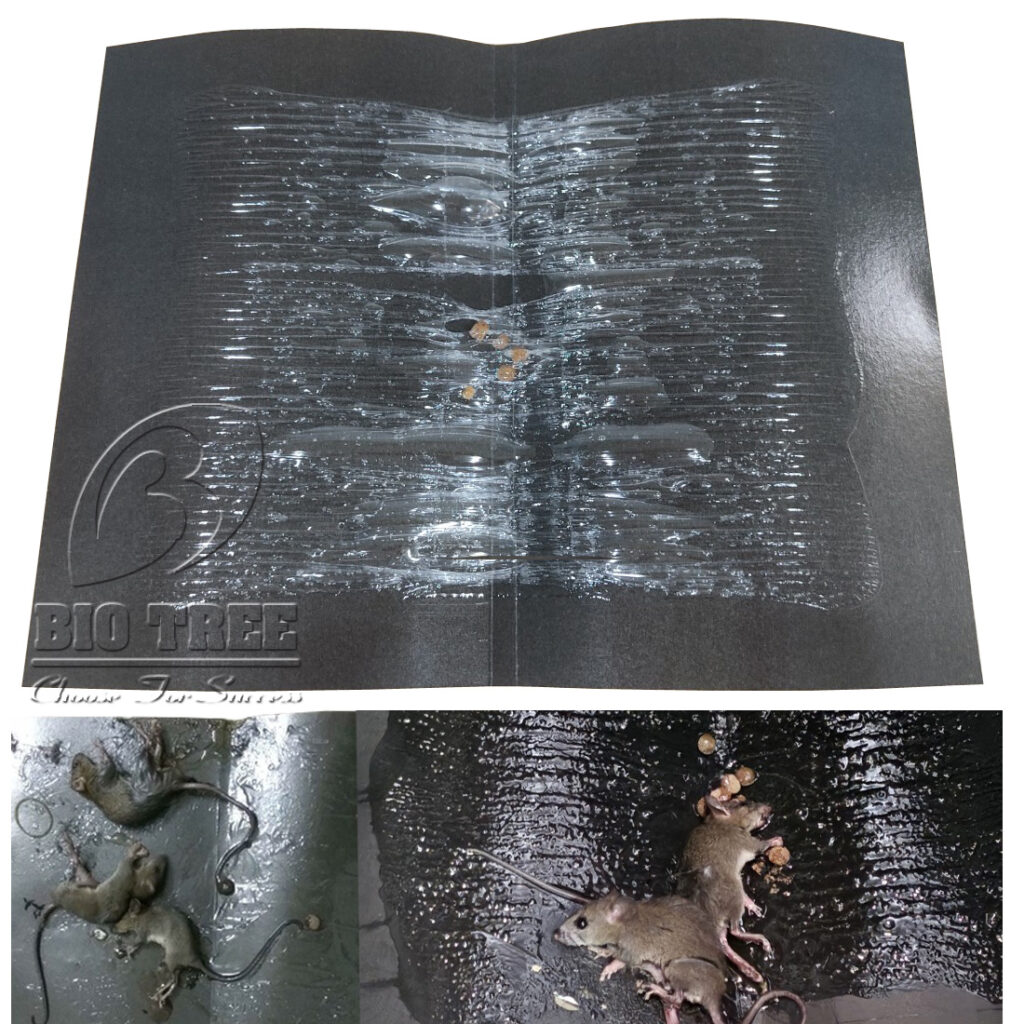 Keo dính chuột Bio