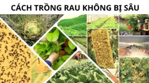 Cách trồng rau không bị sâu