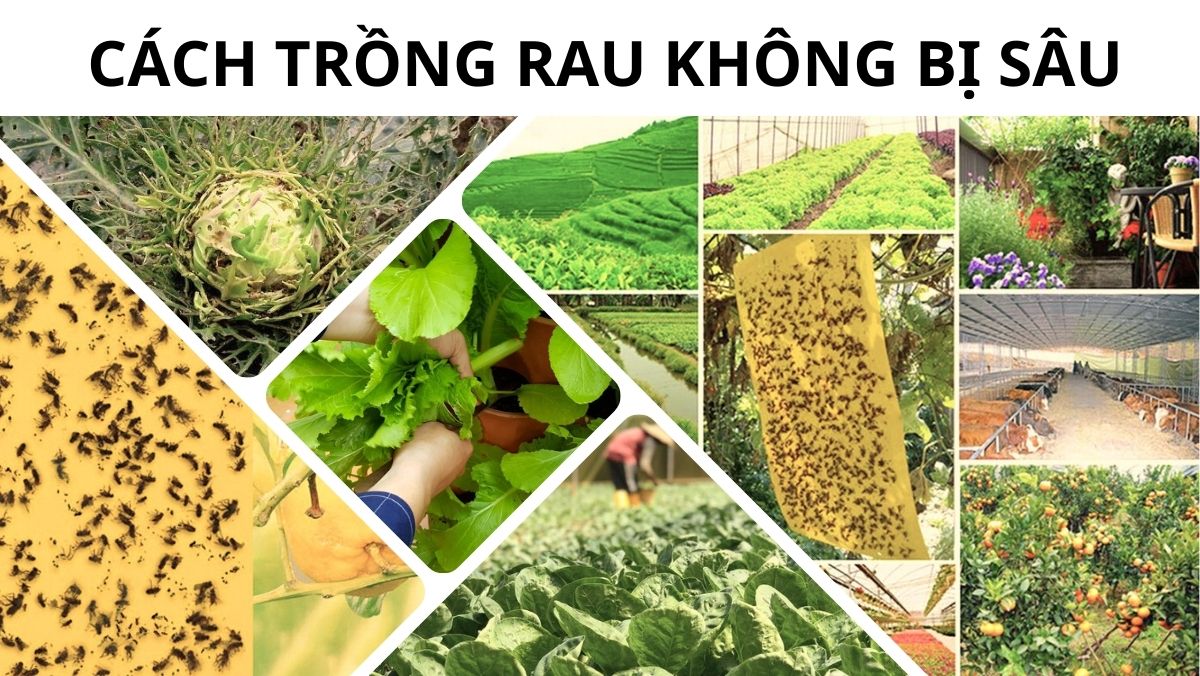 Cách trồng rau không bị sâu