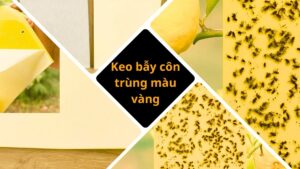 Keo bẫy côn trùng màu vàng