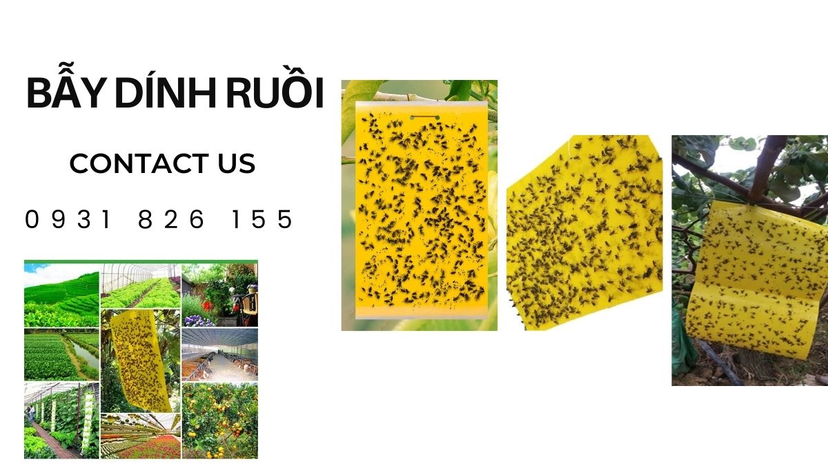 Bẫy dính ruồi