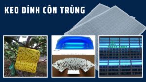 Keo dính côn trùng