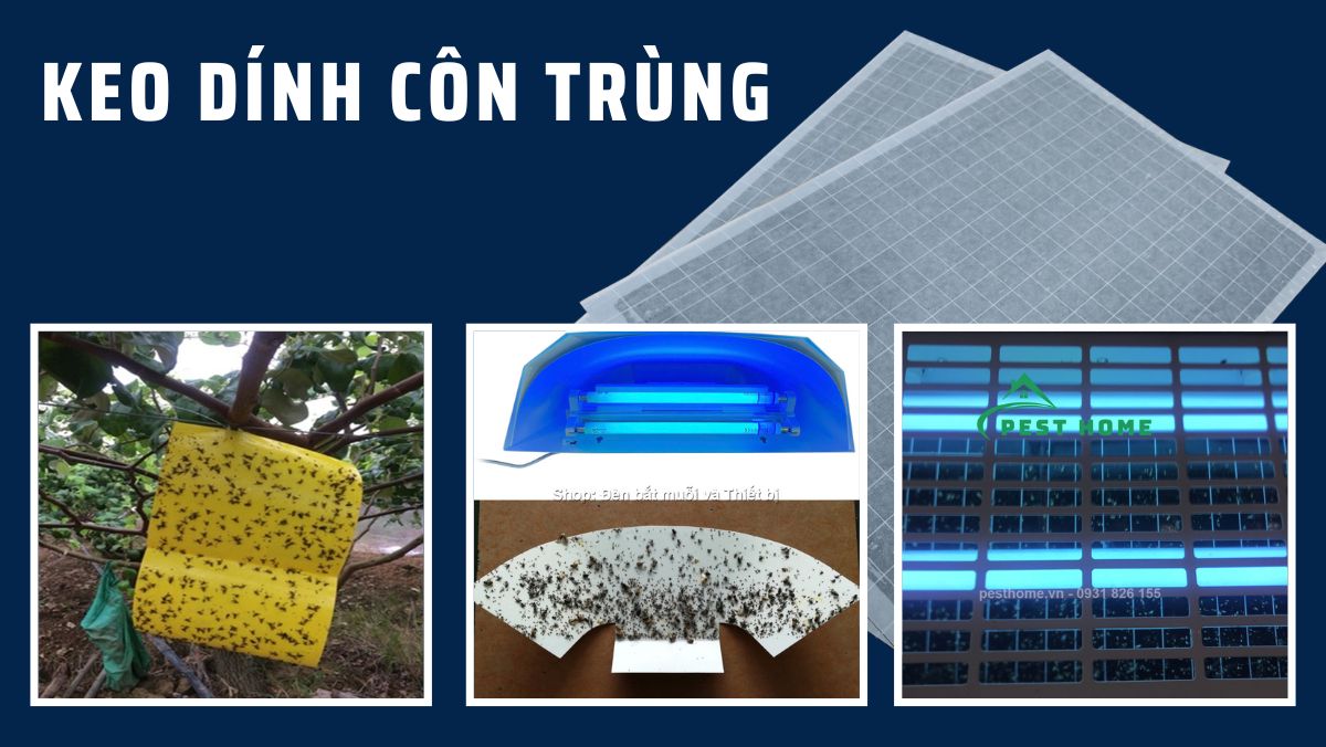 Keo dính côn trùng