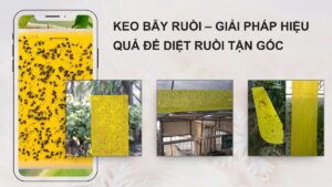 Keo bẫy ruồi
