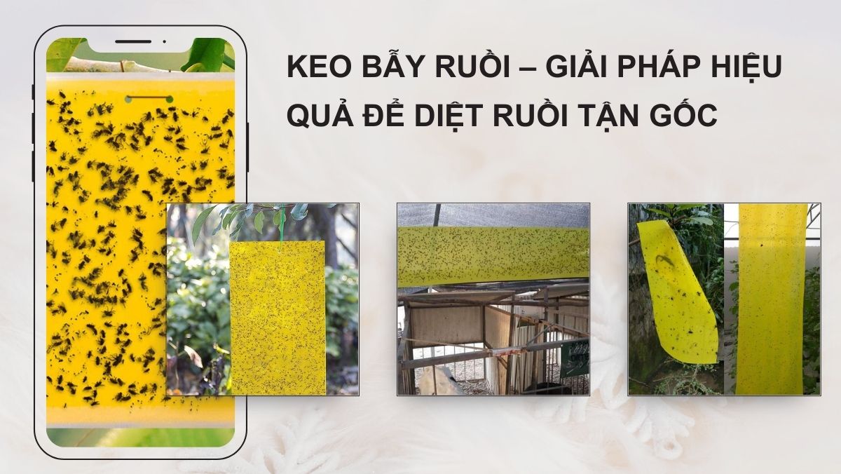 Keo bẫy ruồi