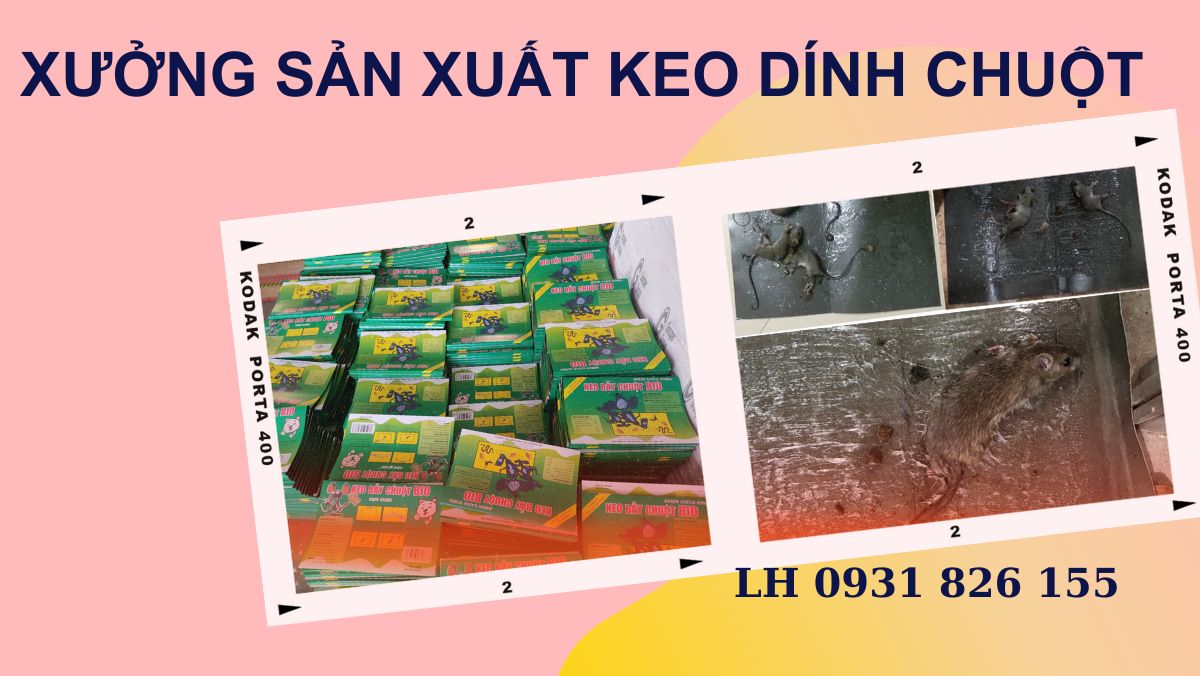 xưởng sản xuất keo dính chuột