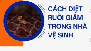 Cách Diệt Ruồi Giấm Trong Nhà Vệ Sinh