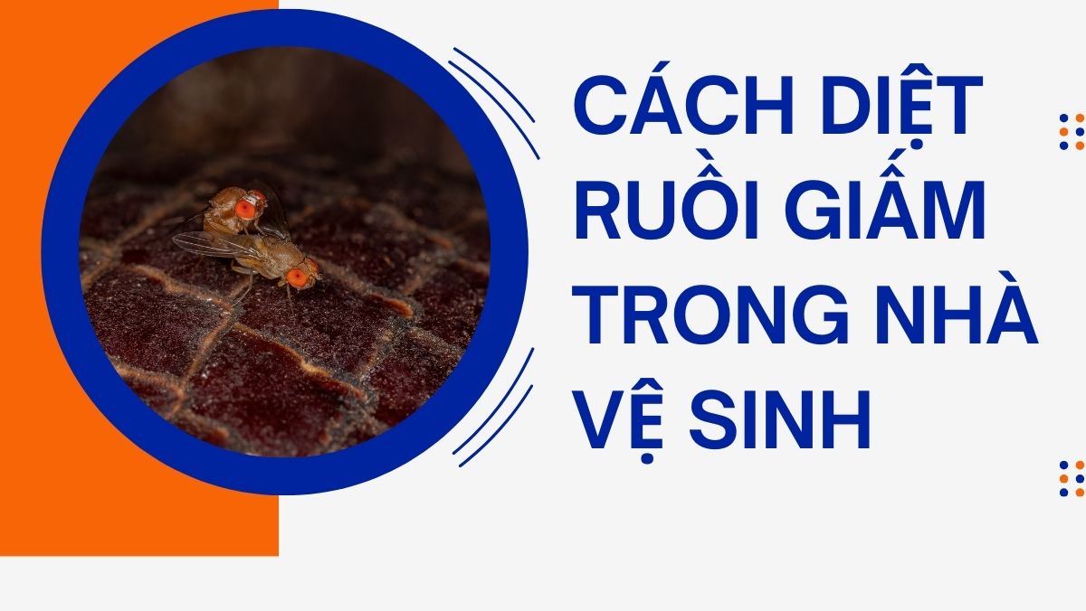 Cách Diệt Ruồi Giấm Trong Nhà Vệ Sinh