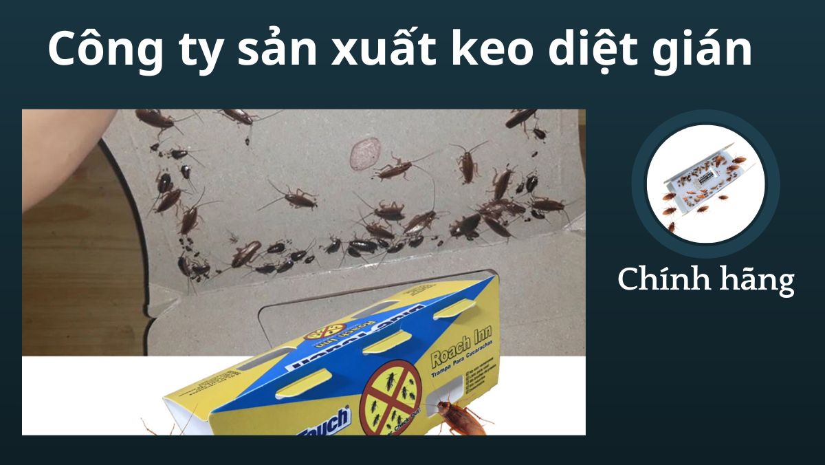 Công ty sản xuất keo diệt gián uy tín