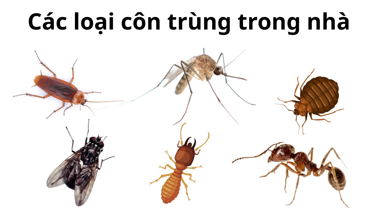 Các loại côn trùng trong nhà