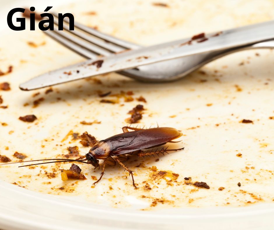 Gián là côn trùng trong nhà