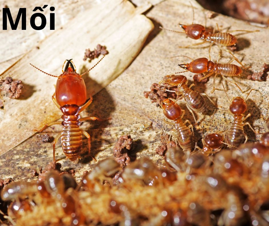 Mối là côn trùng trong nhà