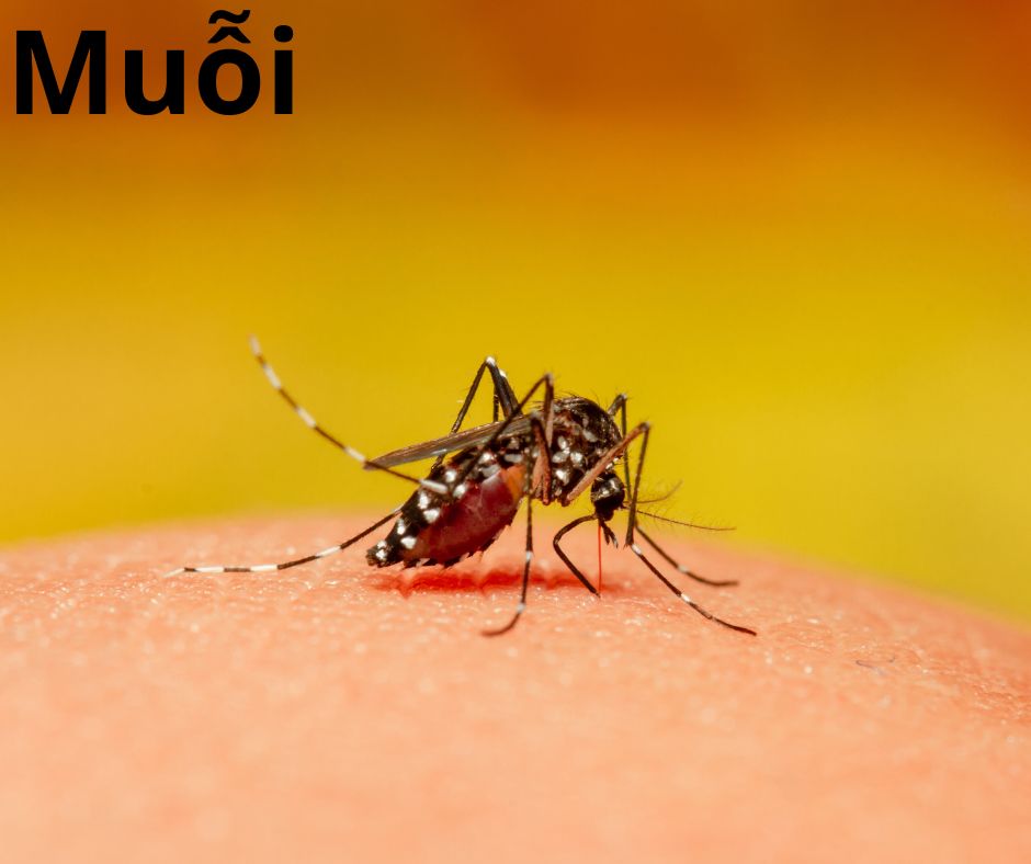 Muỗi là côn trùng trong nhà