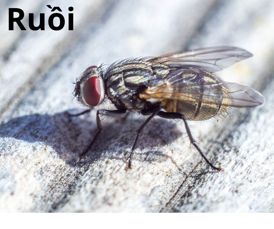 Ruồi là côn trùng trong nhà