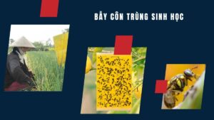 Bẫy côn trùng sinh học