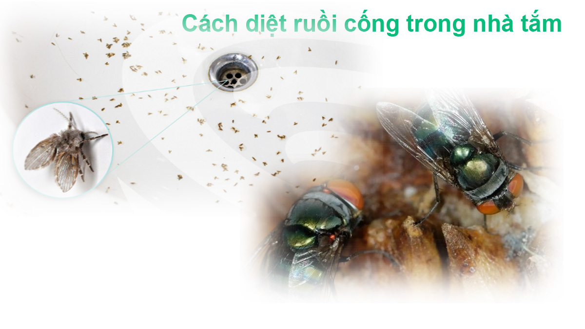 Cách diệt ruồi cống trong nhà tắm