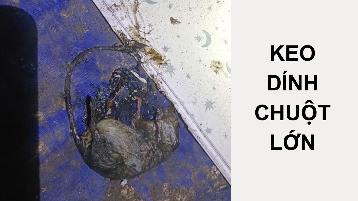Keo dính chuột lớn