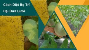 Cách diệt bọ trĩ hại dưa lưới