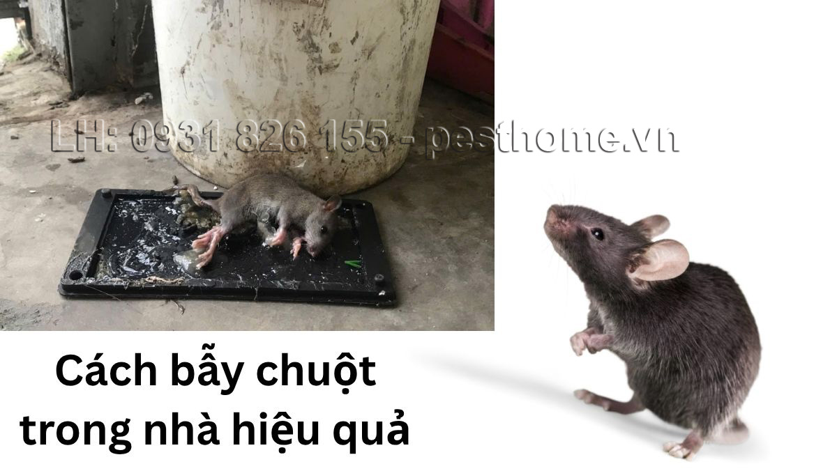 Cách bẫy chuột trong nhà
