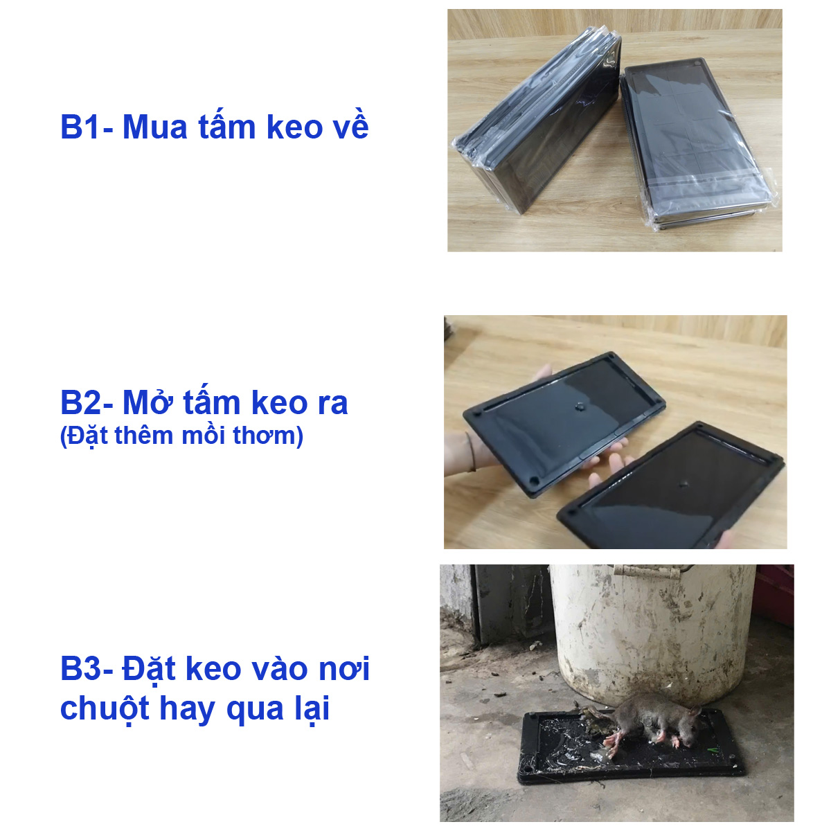 Cách bẫy chuột bằng tấm keo Biotr01