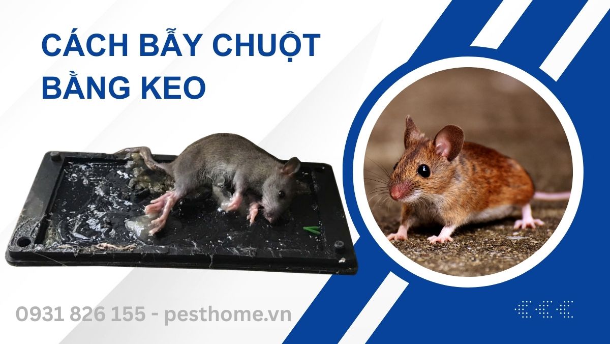 Hướng Dẫn Chi Tiết Cách Bẫy Chuột Bằng Keo Hiệu Quả Nhất