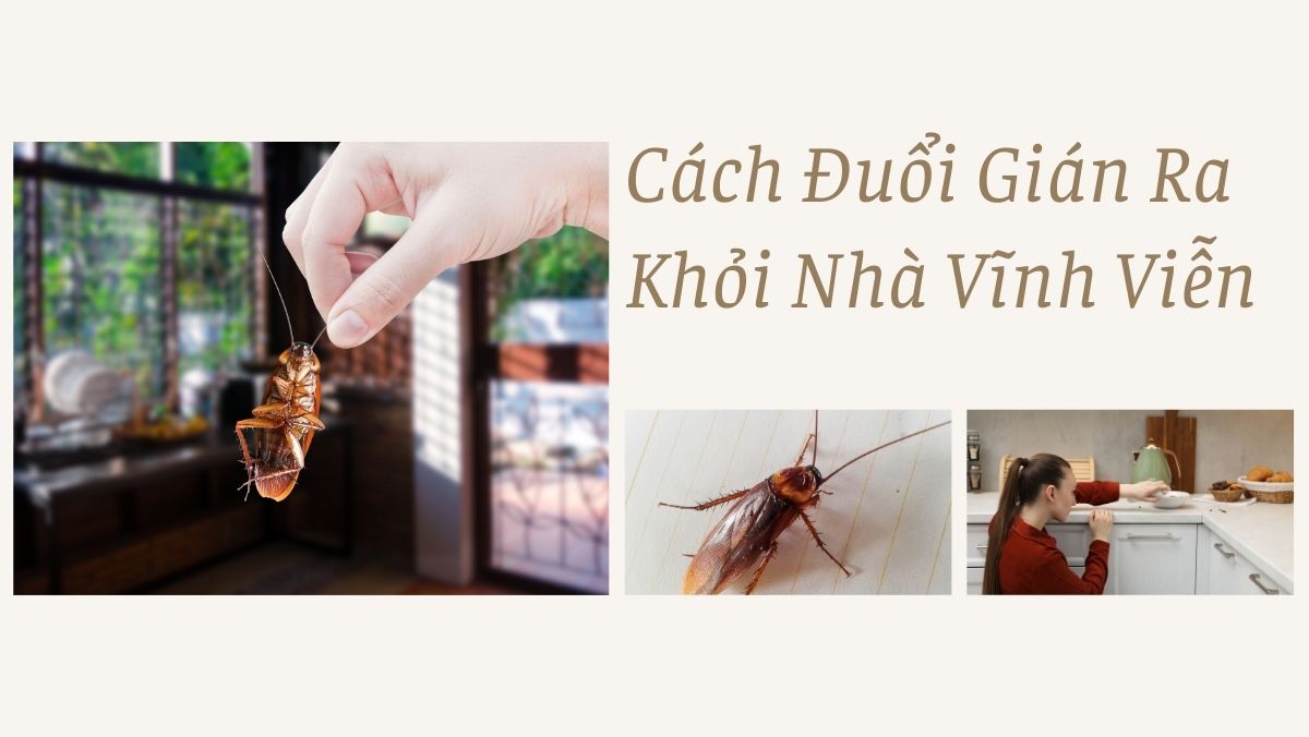 Cách Đuổi Gián Ra Khỏi Nhà Vĩnh Viễn