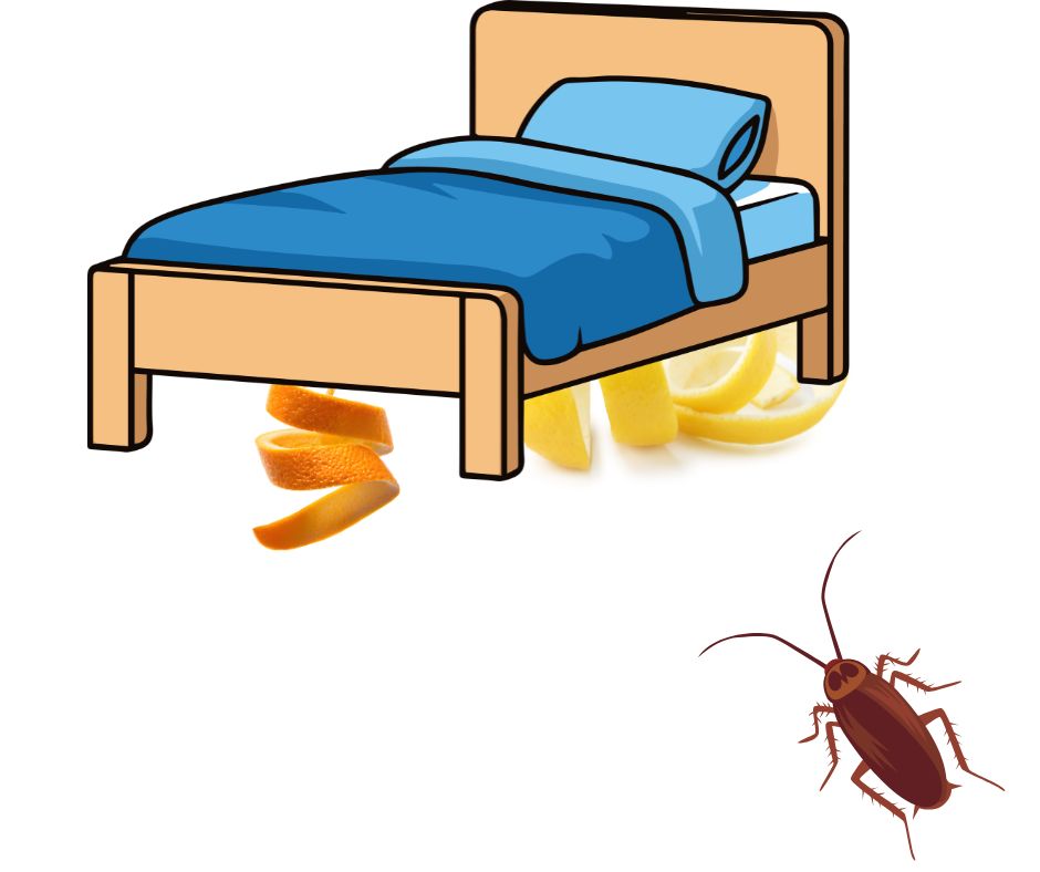 Dùng vỏ cam, chanh hoặc bưởi đuổi gián