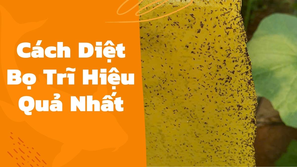 Cách Diệt Bọ Trĩ Hiệu Quả Nhất