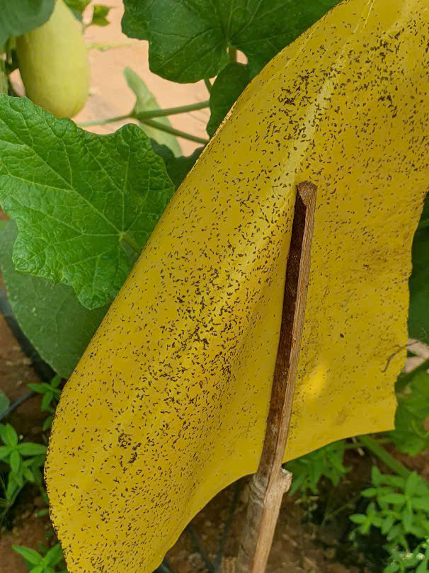 Keo bẫy dính bọ trĩ