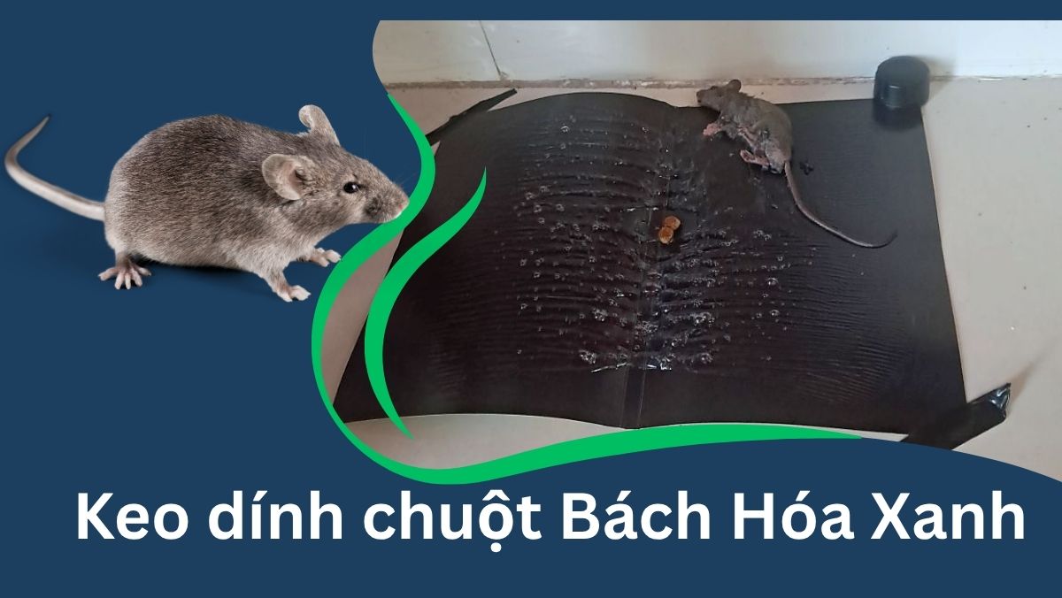 Keo dính chuột Bách Hóa Xanh