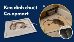 Keo dính chuột Co.opmart
