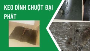 Keo dính chuột Đại Phát