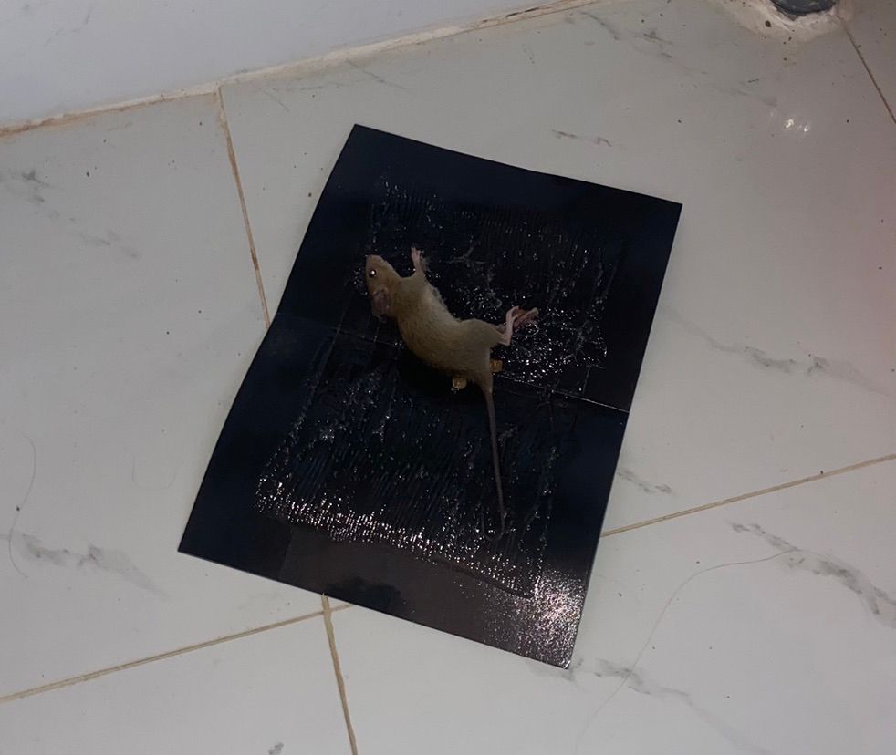 Keo bẫy chuột bách hoá xanh