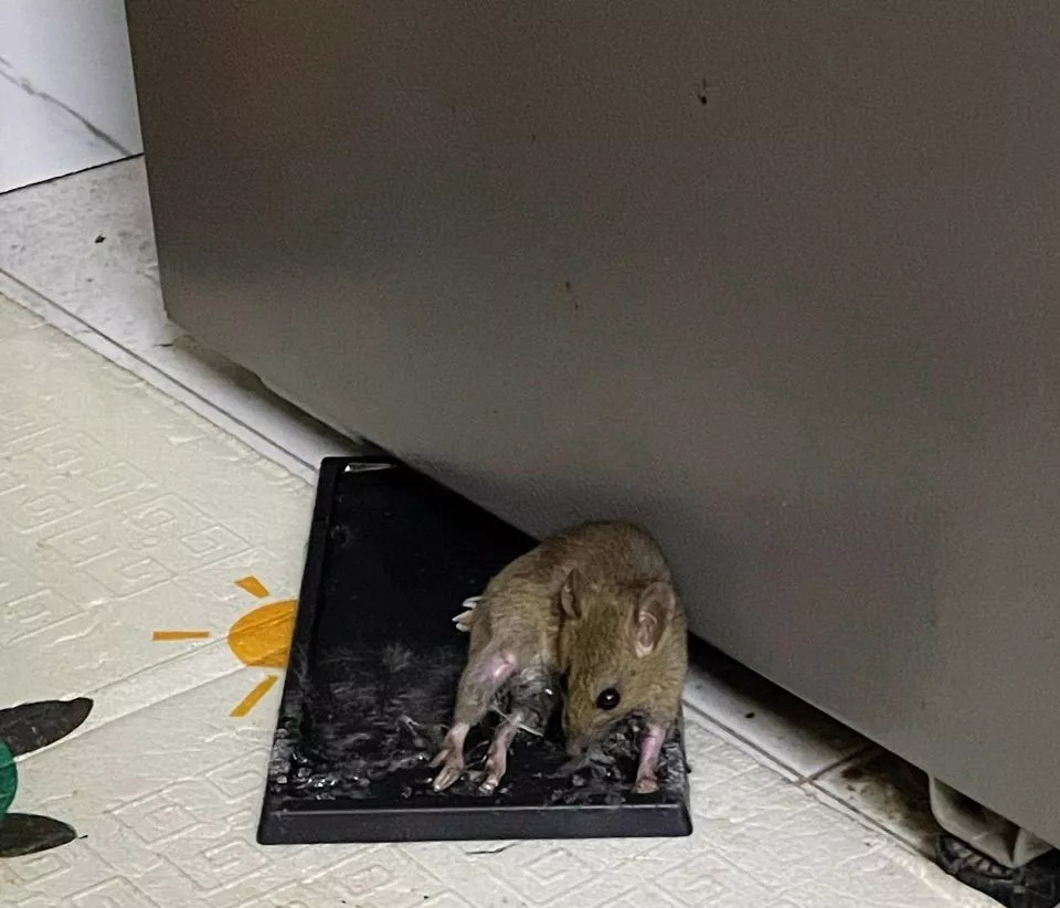 Keo bẫy chuột Đại Phát