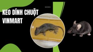 Keo dính chuột VinMart